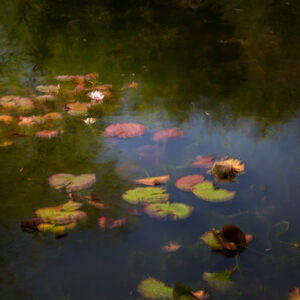 Les nénuphars, effet du soleil